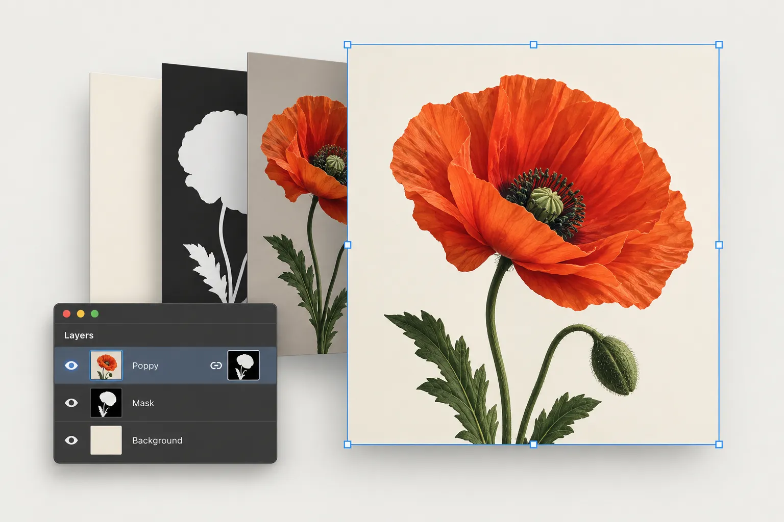 Feature illustration of a poppy composition separated into an image, a silhouette mask and a background, with a compact Layers panel.